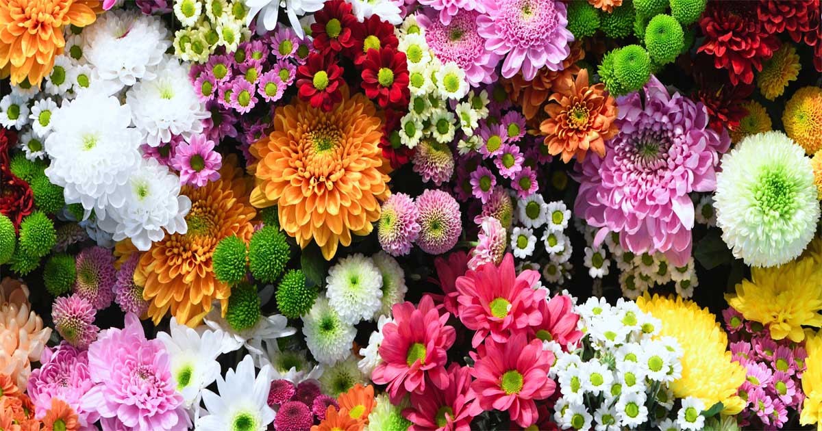 Blumenstrauß Wien – MO BLUMEN Florist Blumenlieferung